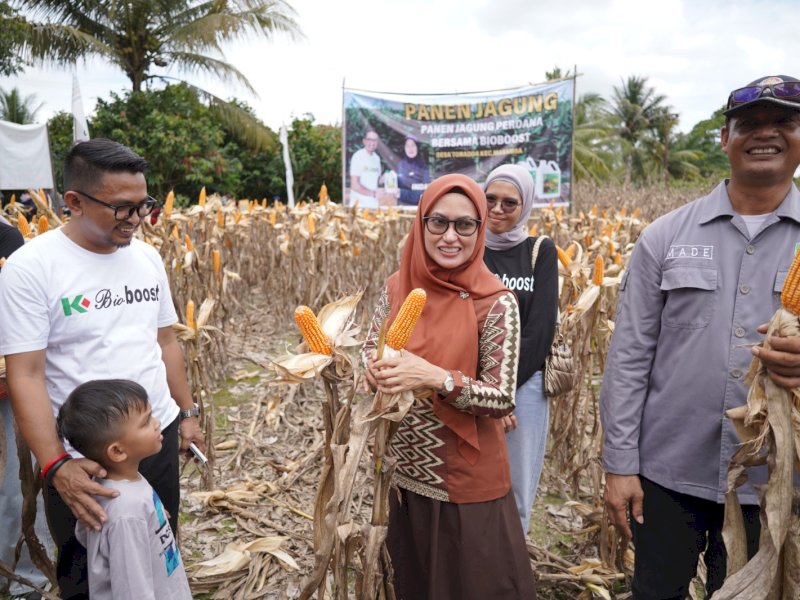Bupati Luwu Utara Dorong Petani Gunakan Pupuk Organik dalam Panen Perdana Jagung Demplot Bio Boost