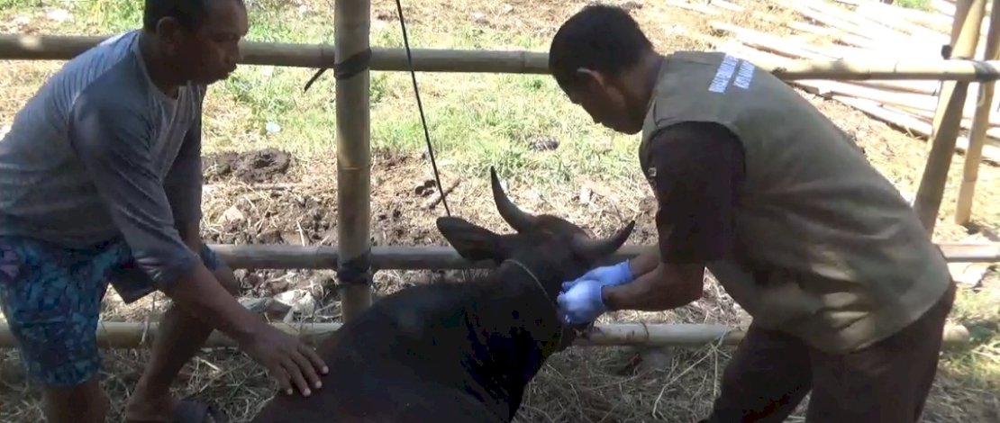 Tim DP2 Makassar memeriksa hewan kurban yang dijual pedagang.