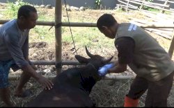 DP2 Makassar Temukan 192 Hewan tak Layak Kurban