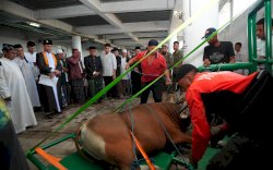 Pj Gubernur Sulsel Berkurban Sapi Seberat 339 Kilogram di Masjid Al-Markaz