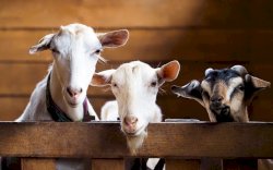 977 Hewan Kurban Dipotong di Luwu Utara