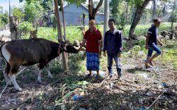 Iduladha, Huadi Group Berkurban 14 Ekor Sapi