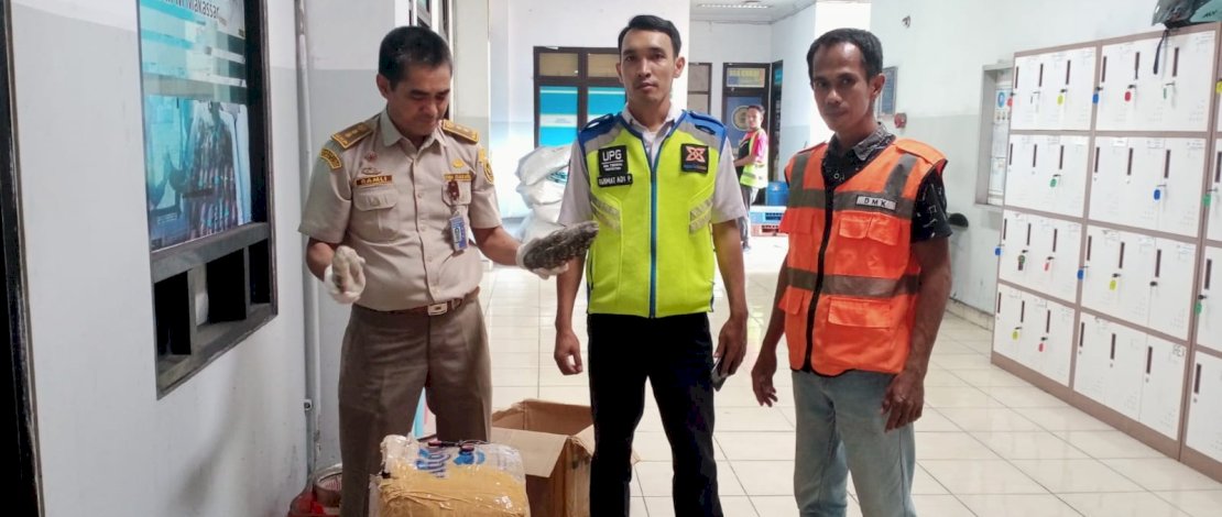 Petugas Balai Karantina Sulsel menggagalkan penyelundupan teripang susu. (IST)