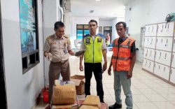 Balai Karantina Sulsel Gagalkan Penyelundupan Puluhan Kilogram Teripang Susu