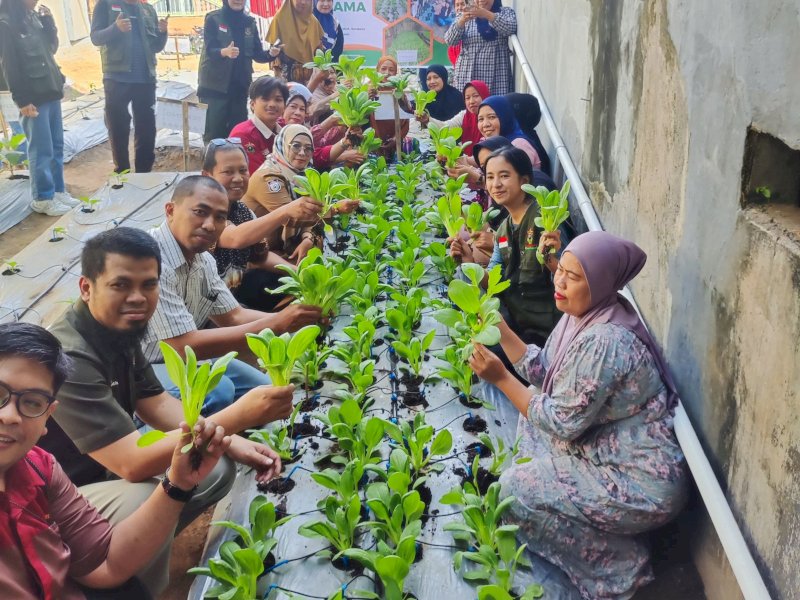 Terapkan Pertanian Modern di Perkotaan, Mahatani Unhas Panen Sayur