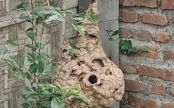 Hendak Bakar Sampah, Lansia di Polman Sulbar Meninggal Usai Disengat Tawon Vespa