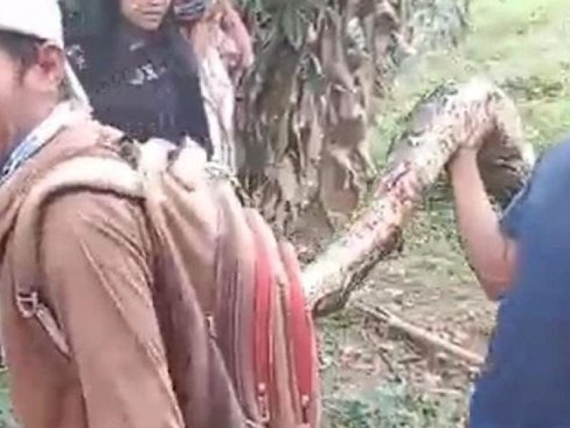 Nenek di Palopo Ditemukan Meninggal Usai Dililit Ular Piton 4 Meter