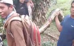 Nenek di Palopo Ditemukan Meninggal Usai Dililit Ular Piton 4 Meter