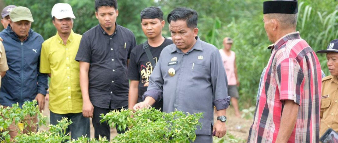 Penjabat (Pj) Bupati  Junaedi Bakri saat meninjau tanaman cabai petani yang terserang virus trips.