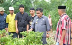 Cabai Petani di Jeneponto Diserang Virus Trips, Pj Bupati Minta BPTH Sulsel Segera Bertindak