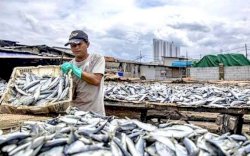 Miris, Indonesia Masih Doyan Impor Ikan dari Berbagai Negara 