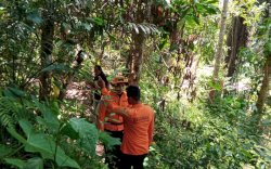 Hendak ke Rumah Kerabat, Lansia di Tator Hilang di Hutan Bambu