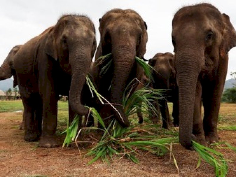 Dilanda Kelaparan Parah, 2 Negara Afrika Bantai Gajah untuk Dimakan 