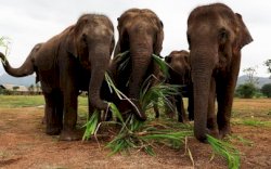 Prabowo Relakan 20.000 Hektare Tanahnya untuk Konservasi Gajah Sumatra 