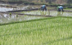 Sulsel Mulai Tanam Beras Nutrizinc Khusus Stunting