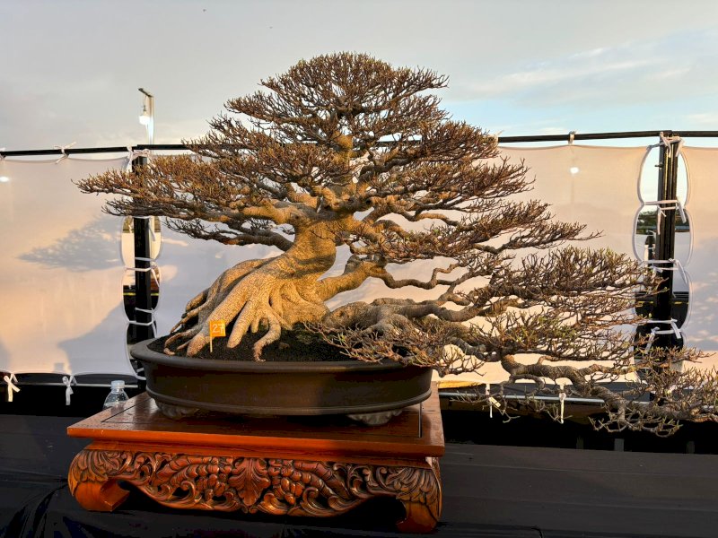 404 Pohon Bersaing dalam Kontes Ewako Bonsai Sulsel 2024