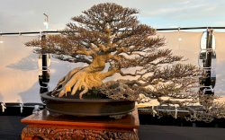 404 Pohon Bersaing dalam Kontes Ewako Bonsai Sulsel 2024