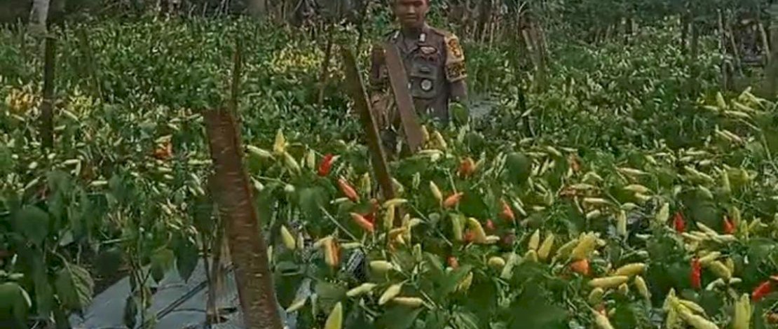 Bripka Dahniar di kebun cabai miliknya.