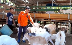 Kisah Sukses Nahar, Peternak Kambing Binaan Rumah Zakat di Desa Timbuseng