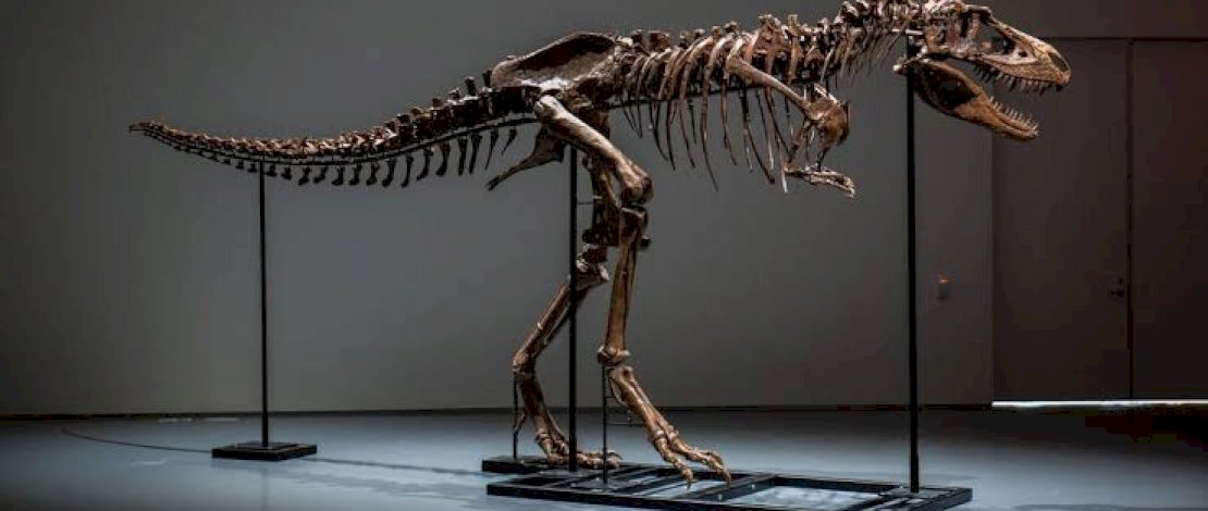 Rangka Dinosaurus Berusia 150 Juta Tahun Laku Terjual Rp 100 Miliar Lebih 