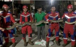 Tangan Petugas Damkar Makassar Sempat Terlilit Tubuh Ular Piton saat Evakuasi