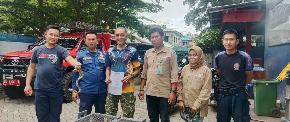 Dinas Pemadam Kebakaran Makassar Amankan 7 Ular, Serahkan ke BKSDA