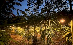 Listrik PLN Mampu Tekan Biaya Operasional Petani di Sulawesi Hingga 75 Persen