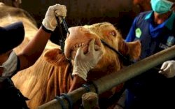 2.784 Ternak di Gowa Terinfeksi Virus PMK