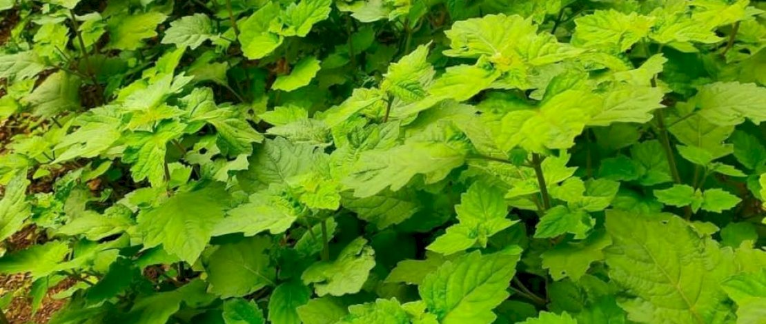 Harga Nilam Anjlok, Petani Berjuang Lawan Eksportir Nakal