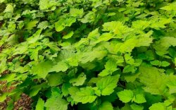 Harga Nilam Anjlok, Petani Berjuang Lawan Eksportir Nakal
