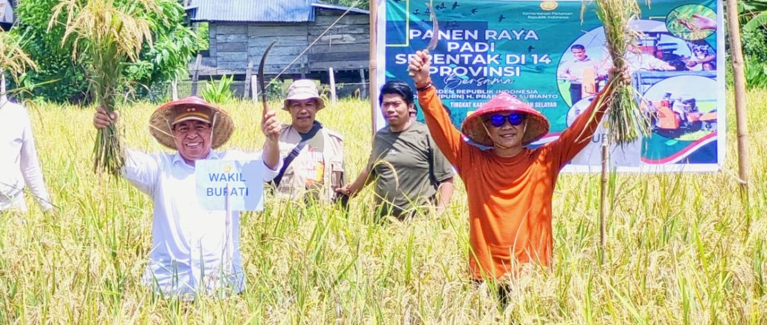 Bupati bersama Wakil Bupati Kepulauan Selayar, Muhammad Natsir Ali - Muhtar menghadiri sekaligus melakukan panen raya padi serentak di Desa Mare Mare, Kecamatan Bontomanai, Senin, 7 April 2025. 