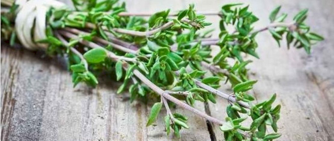 Jadi Incaran Jepang hingga Eropa, Daun Ajaib ini Melimpah di Indonesia 