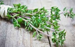 Jadi Incaran Jepang hingga Eropa, Daun Ajaib ini Melimpah di Indonesia 