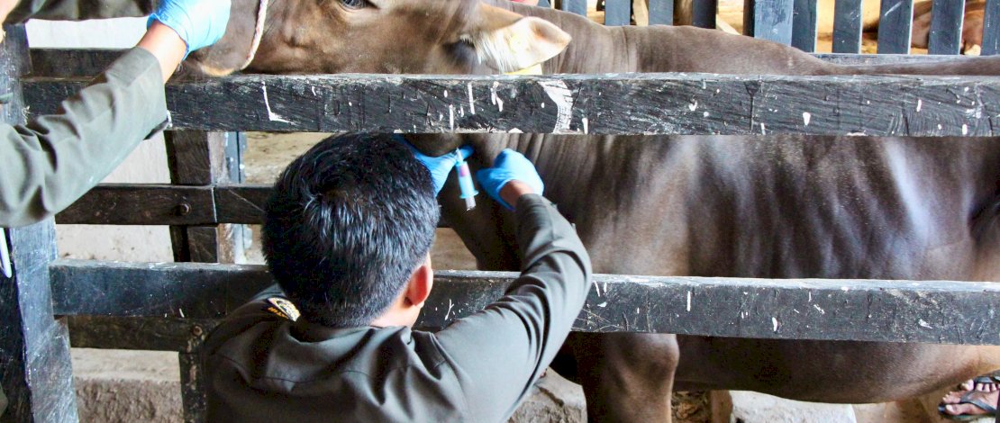 Pemeriksaan sapi oleh Karantina Sulsel sebelum dikirim ke Pulau Kalimantan.