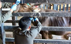 Jelang Iduladha, Karantina Sulsel Perketat Pengawasan Lalu Lintas Hewan Kurban