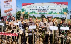 Bupati Paris Yasir Pimpin Panen Raya Jagung, Pertanian Jeneponto Makin Gemilang