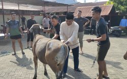 Iduladha 1446 H, Sat Brimob Polda Sulsel Korbankan 169 Sapi dan Tiga Kambing