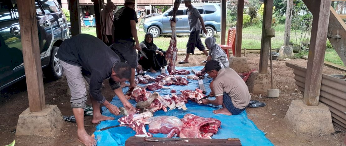 Kerukunan Masyarakat Bulukumba Kembali Berkurban 14 Ekor Sapi di Kampung Halaman