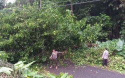 Polisi Gercep Bantu Evakuasi Pohon Tumbang Saat Banjir Terjang Kepulauan Selayar