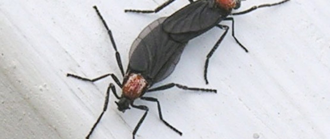 Ngeri! Korsel Diserbu Serangga Lovebugs Ngeri! Korsel Diserbu Serangga Lovebugs