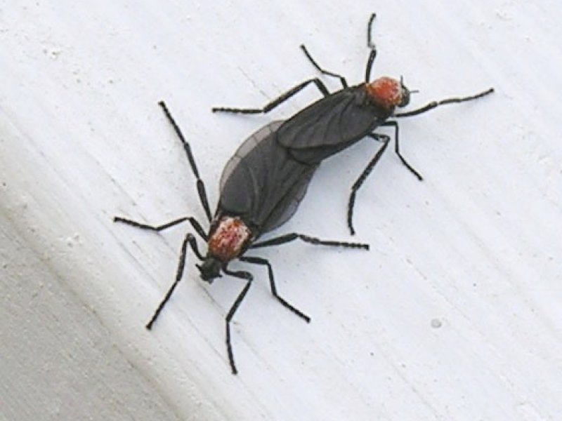 Ngeri! Korsel Diserbu Serangga Lovebugs