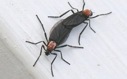 Ngeri! Korsel Diserbu Serangga Lovebugs