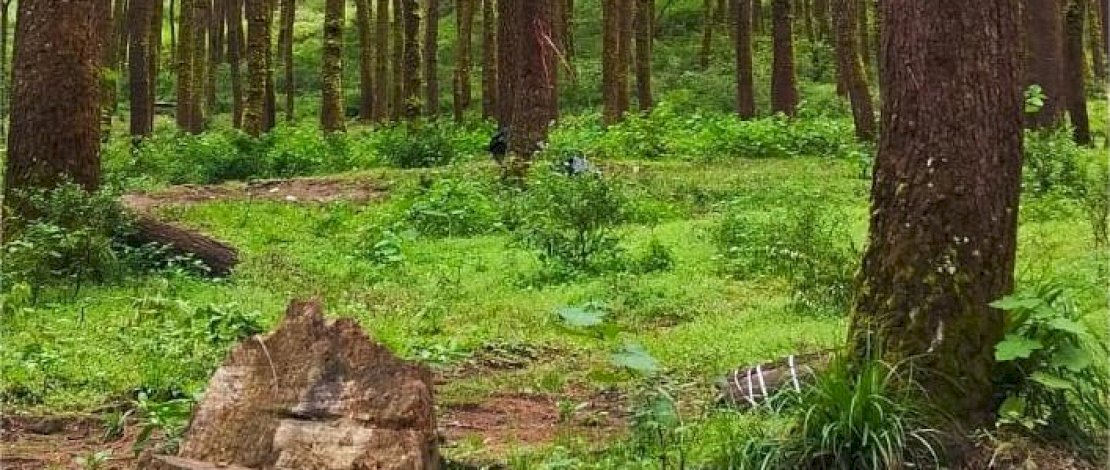 Darurat Tata Ruang di Malino: Villa Ilegal Marak, Hutan Terkapar