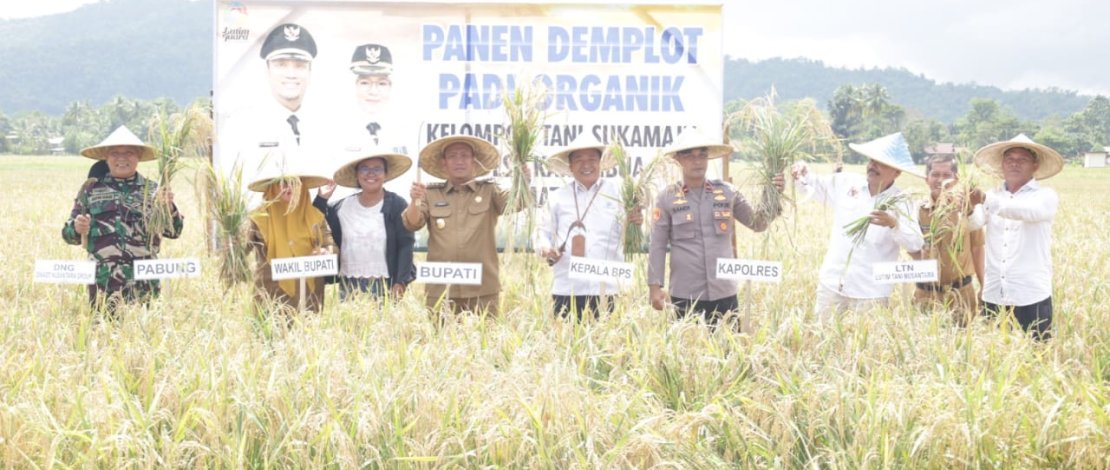 Bupati Luwu Timur, Irwan Bachri Syam, bersama Wakil Bupati Puspawati Husler, menghadiri kegiatan panen demplot padi organik milik Kelompok Tani Sukamaju yang berlokasi di Desa Karambua, Kecamatan Wotu, Selasa, 10 Juni 2025.