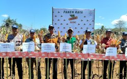 Panen Raya Jagung di Maros: Sinergi Pemerintah, Swasta, dan Petani Menuju Swasembada Pangan Nasional