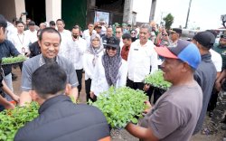 Pemprov Sulsel Perkuat Ketahanan Pangan Lewat Program Mandiri Benih Kentang di Gowa