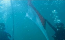 Prajurit TNI AL Kibarkan Merah Putih di Bawah Laut Pulau Barrang Caddi