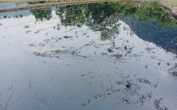 Limbah PT Vale Rendam Sawah di Sejumlah Desa, Aktivis Lingkungan Minta APH Turun Tangan