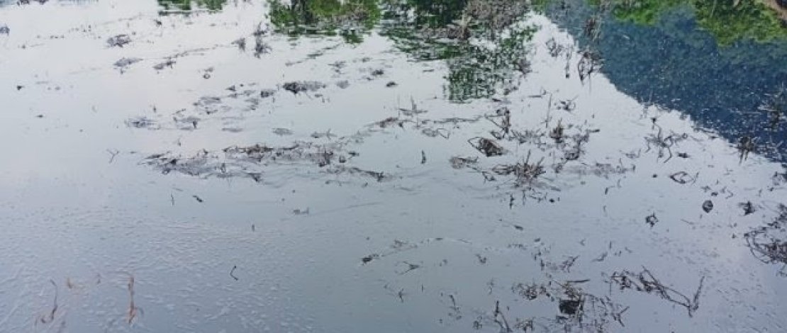 Areal persawahan di Luwu Timur terendam minyak berwarna hitam akibat pipa milik PT Vale bocor. Areal persawahan di Luwu Timur terendam minyak berwarna hitam akibat pipa milik PT Vale bocor.