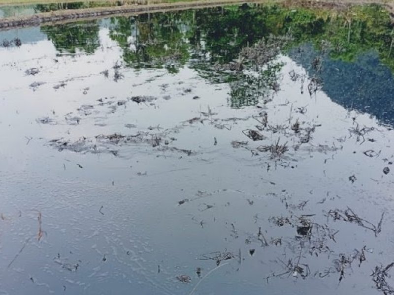 38 Hektar Sawah Terendam Minyak, Dewan Minta PT Vale Bertanggung Jawab
